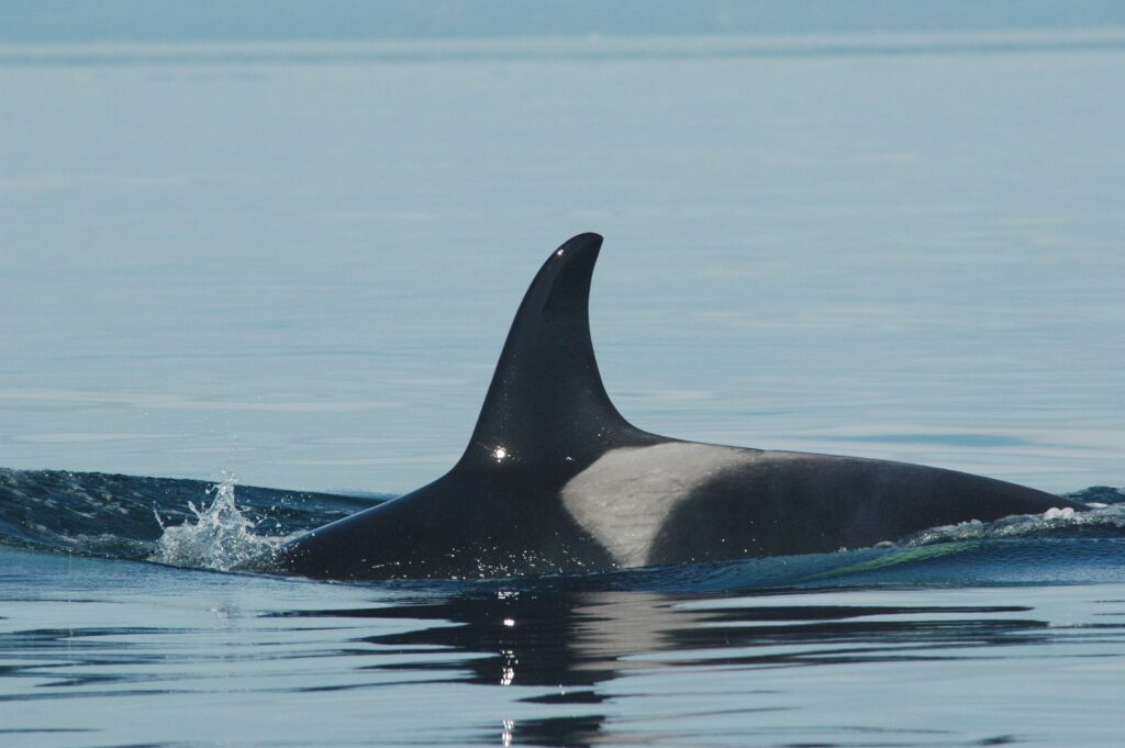 Photo courtesy The Center For Whale Research