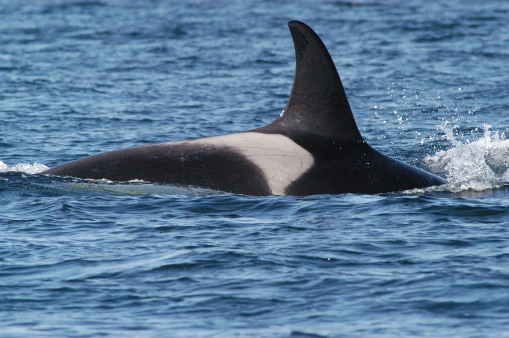 Photo courtesy The Center For Whale Research