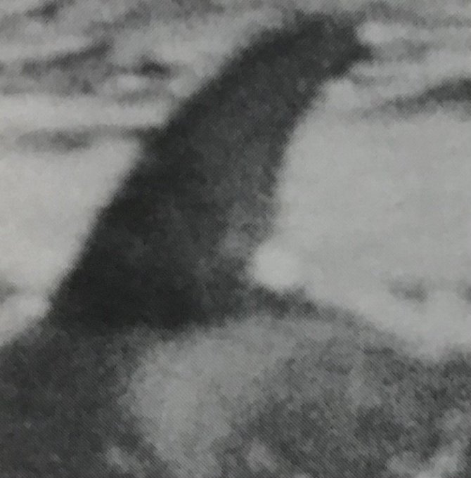 Photo courtesy The Center for Whale Research