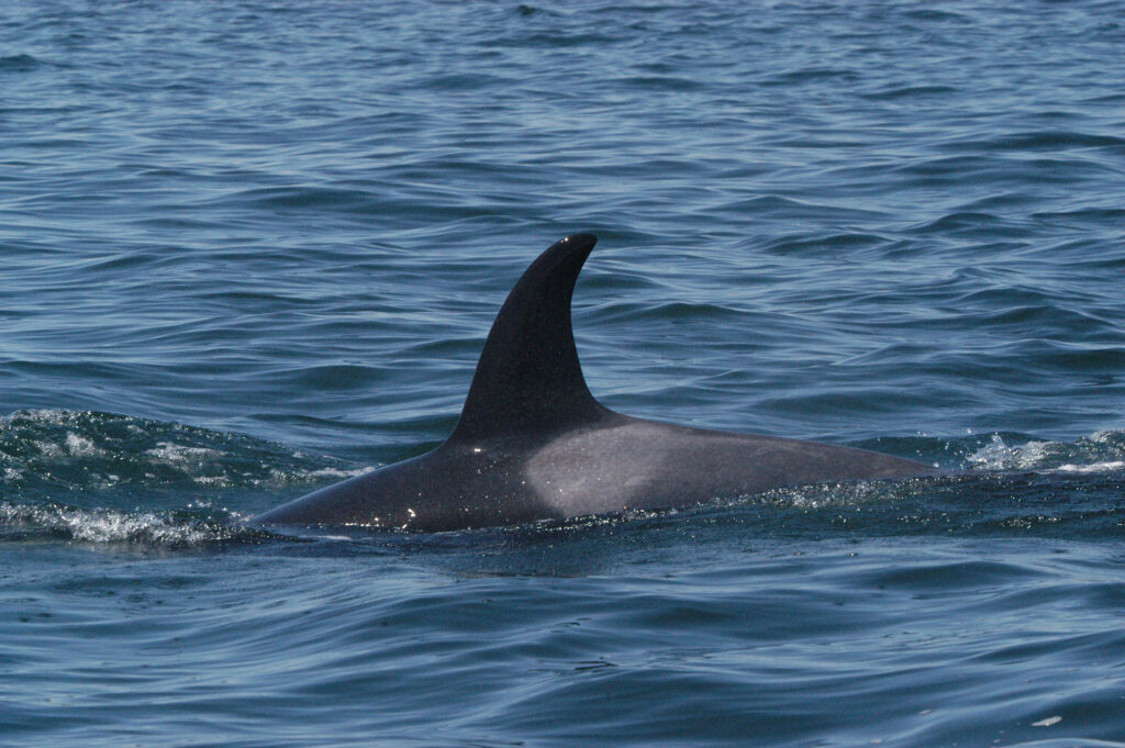 Photo courtesy The Center for Whale Research
