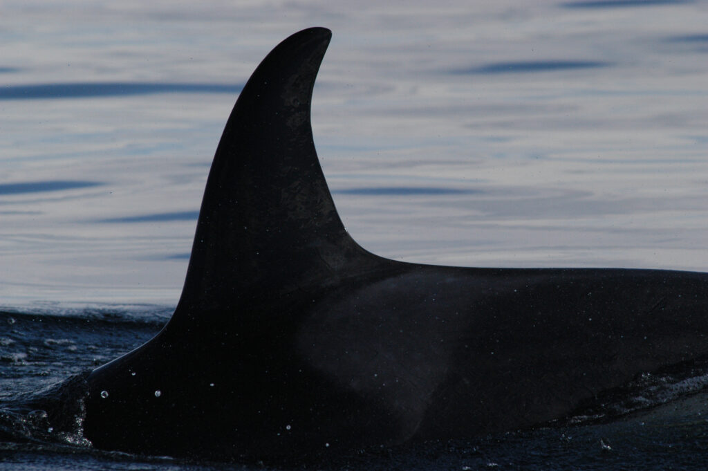 Photo courtesy The Center for Whale Research