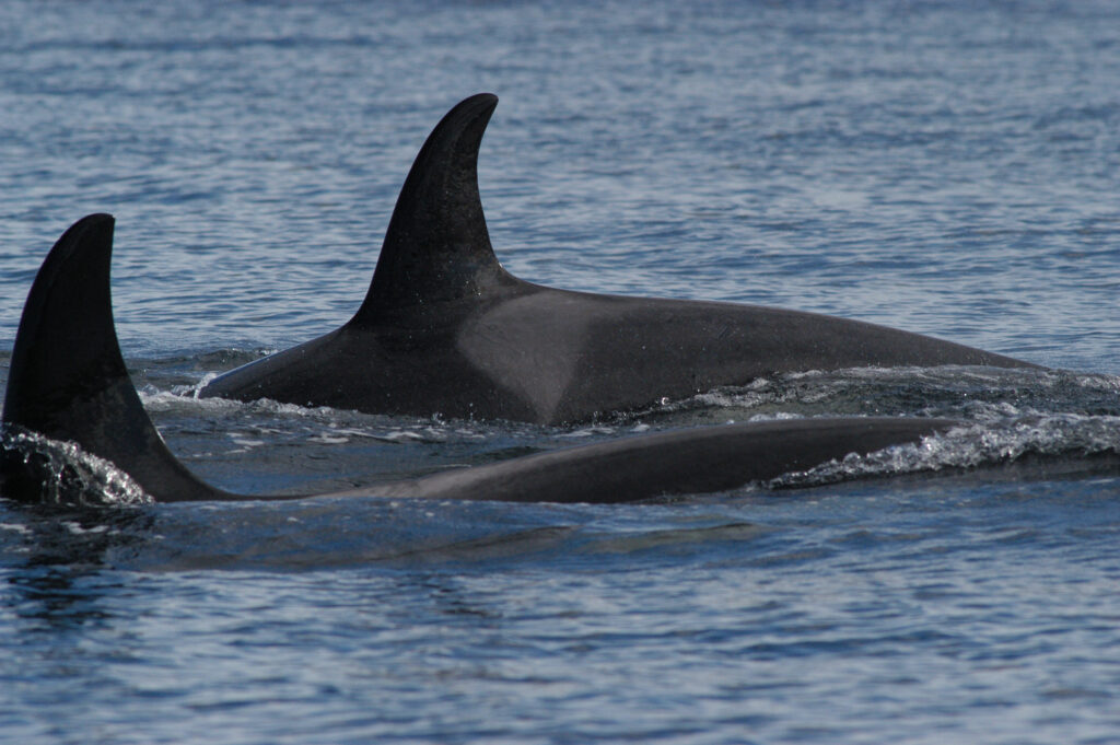 Photo courtesy The Center for Whale Research