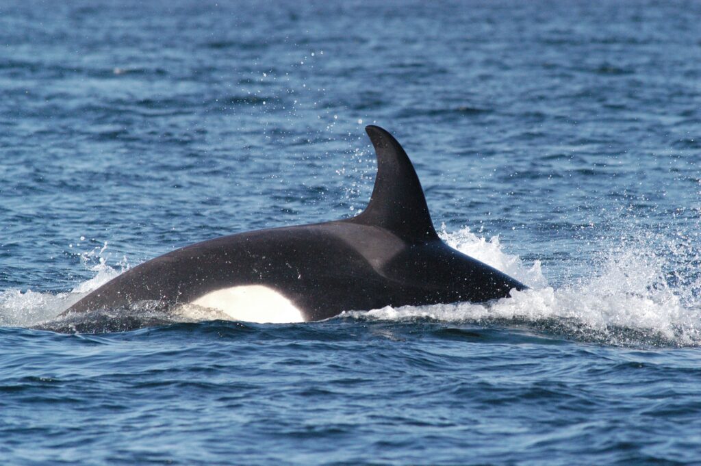 Photo courtesy The Center for Whale Research